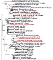 Ramariopsis ramarioides