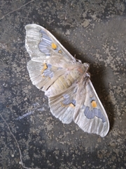Siga pyronia