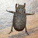 Hide Beetle - Photo (c) Francisco Acosta, some rights reserved (CC BY-NC), uploaded by Francisco Acosta