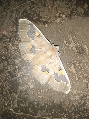 Siga pyronia