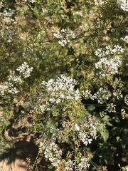 Coriandrum sativum