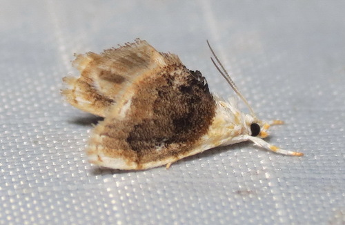 Sooty Lipocosmodes Moth photo 5