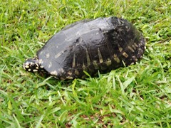 Geoclemys hamiltonii