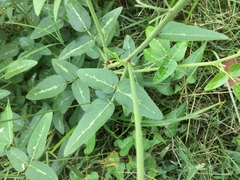 Desmodium tweedyi
