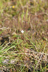 Epilobium davuricum