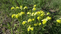 Lithospermum cobrense