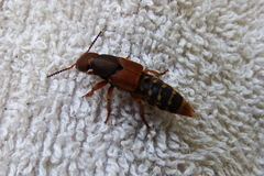 Platydracus immaculatus