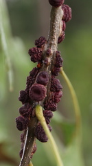 Kokkocynips difficilis