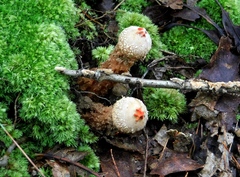 Calostoma ravenelii ravenelii