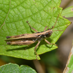 Orphulella pelidna