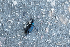 Carabus scabrosus tauricus