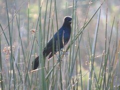 Quiscalus major image