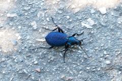 Carabus scabrosus tauricus
