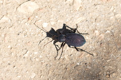 Carabus scabrosus tauricus