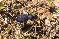 Carabus scabrosus tauricus