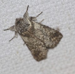Antithemerastis acrobela