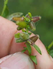 Rhopalomyia anthophila