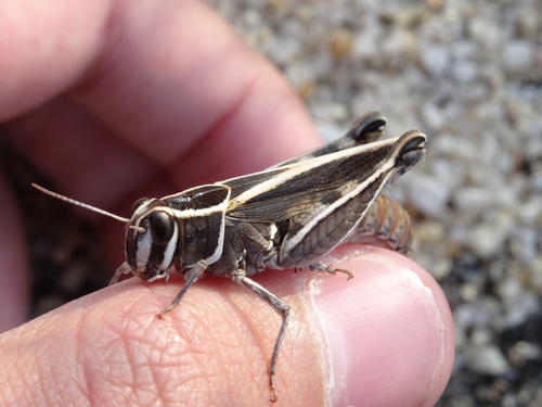 Barbary Grasshopper, 2845 Amora, Portugal, photo 7 of 10
