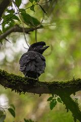 Cephalopterus glabricollis