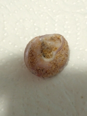 Calliostoma zizyphinum