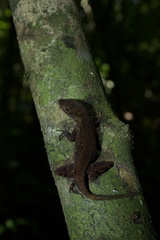 Anolis compressicauda