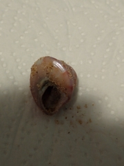 Calliostoma zizyphinum