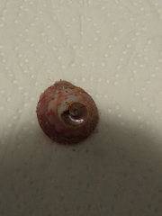Calliostoma zizyphinum
