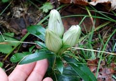 Gentiana alba