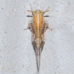 Liburniella ornata