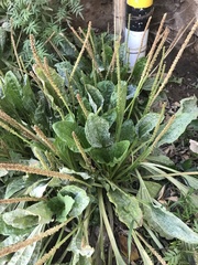 Plantago