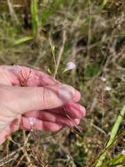 Agalinis viridis
