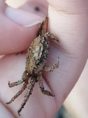 Glyptograpsus impressus
