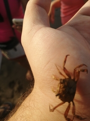 Glyptograpsus impressus