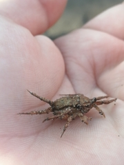 Glyptograpsus impressus