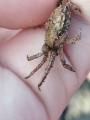 Glyptograpsus impressus