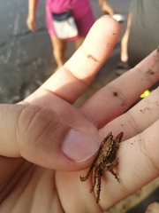 Glyptograpsus impressus