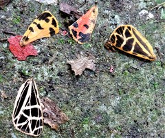 Apantesis parthenice