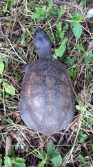 Mesoclemmys tuberculata