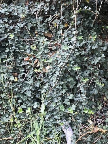 Hedera helix, 2020-09-21