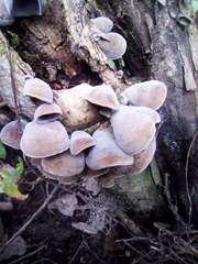 Auricularia nigricans