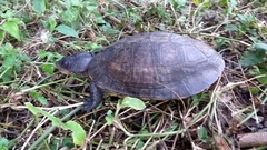 Mesoclemmys tuberculata
