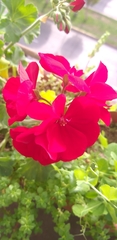 Pelargonium