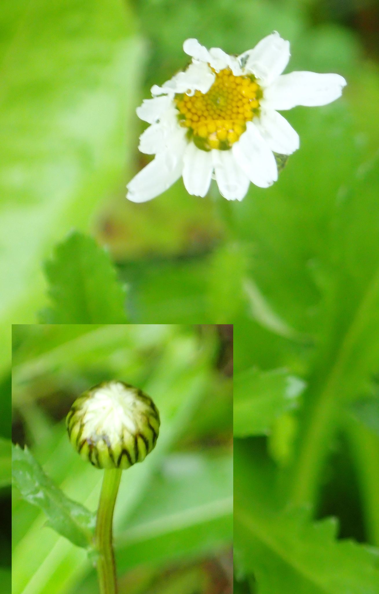 Leucanthemum vulgare — photo 3