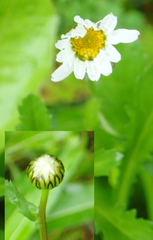 Leucanthemum vulgare — photo 3