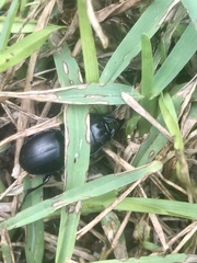 Pasimachus elongatus