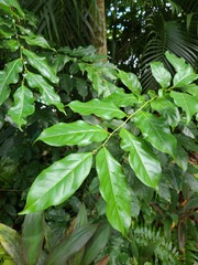 Casearia sylvestris