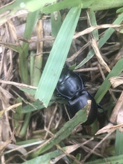 Pasimachus elongatus