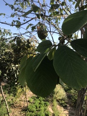 Annona cherimola