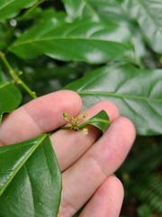 Casearia sylvestris