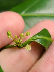 Casearia sylvestris
